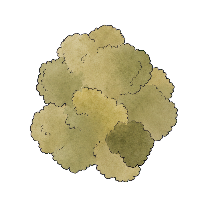 Jabuticabeira